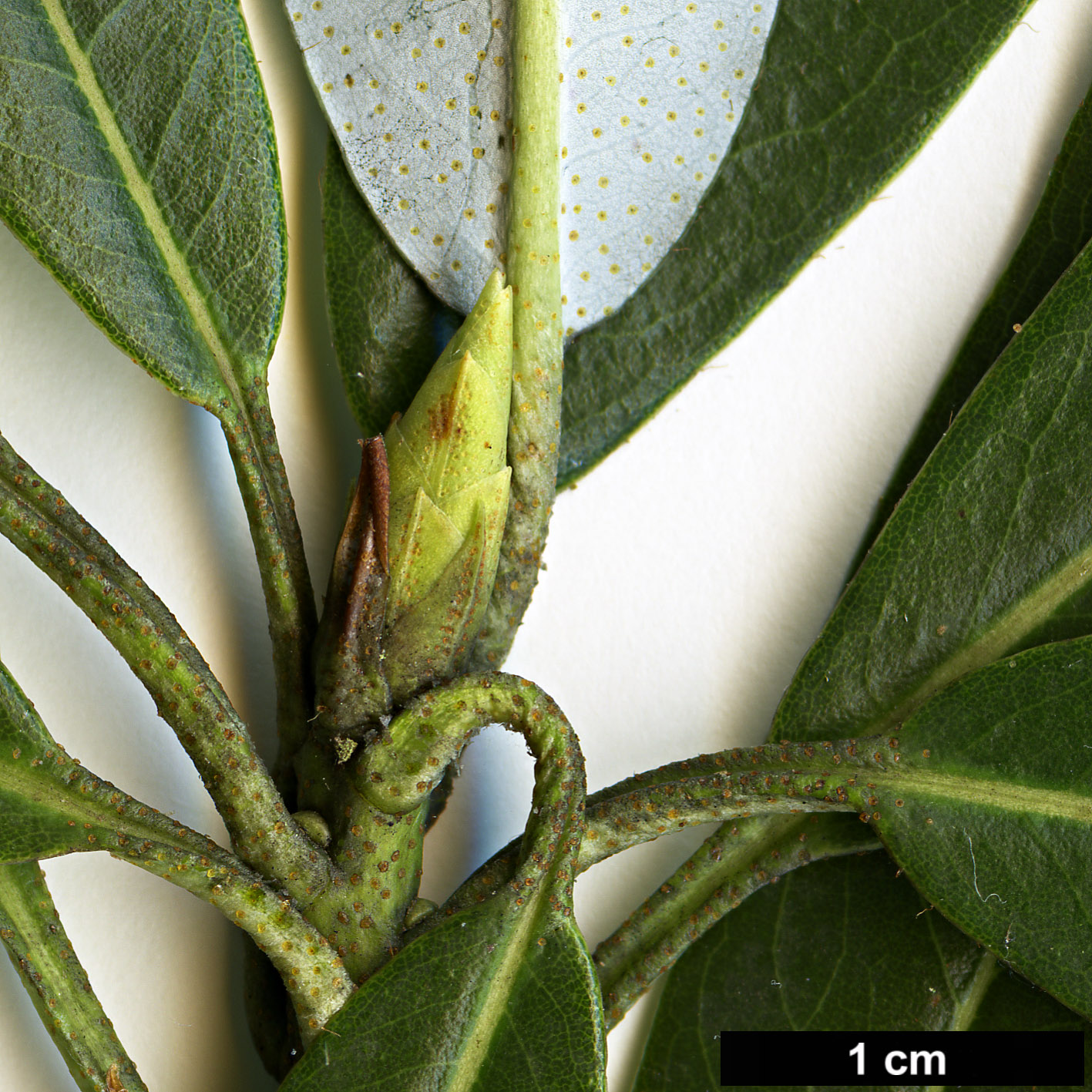 High resolution image: Family: Ericaceae - Genus: Rhododendron - Taxon: zaleucum